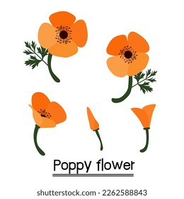 Poppies flower background.Eps 10 vector.