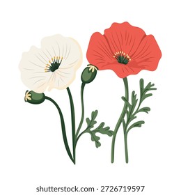 Poppies flower. Flat vector clipart, illustration with isolated background.