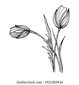 Poppies flower. Floral botanical flower. Isolated illustration element. Vector hand drawing wildflower for background, texture, wrapper pattern, frame or border.