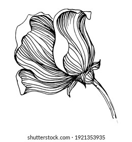 Poppies flower. Floral botanical flower. Isolated illustration element. Vector hand drawing wildflower for background, texture, wrapper pattern, frame or border.
