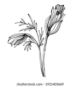 Poppies flower. Floral botanical flower. Isolated illustration element. Vector hand drawing wildflower for background, texture, wrapper pattern, frame or border.