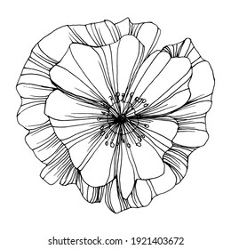 Poppies flower. Floral botanical flower. Isolated illustration element. Vector hand drawing wildflower for background, texture, wrapper pattern, frame or border.