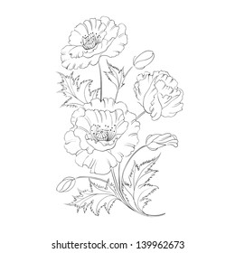 Poppies flower freehand isolated on a white background. Vector illustration.