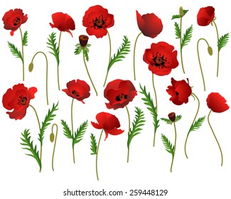 Poppies Flowers