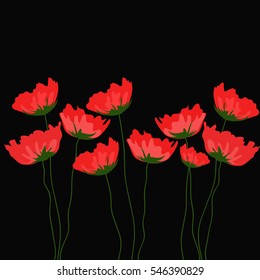 poppies flowers