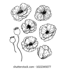 Poppies Flowers Hand Drawn Set. Line Art Contour Drawing Style. Isolated Vector Poppy Bud Illustration for Greeting Cards Design