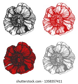 poppies flowers illustration. vector