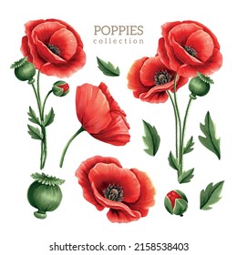 Poppies flowers and leaves collection, color illustration