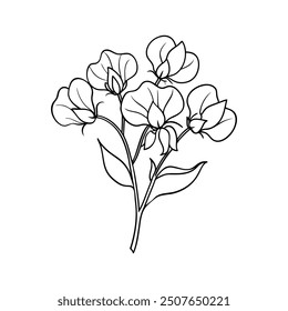 Poppies flowers line art vector