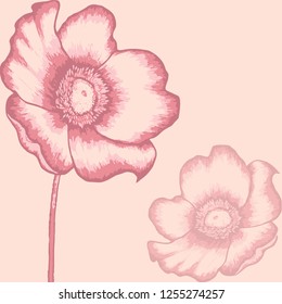 poppies flowers pattern hand drawn on  pink backgound vector illustration 
