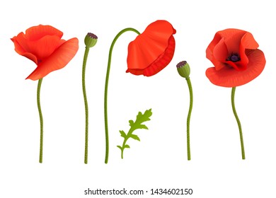 Poppies flowers and Stems. Wallpaper picture. Remembrance Day. For aromatherapy, wrapping, postcards, packaging, cards, perfumery cosmetics flowers frame template web label tags