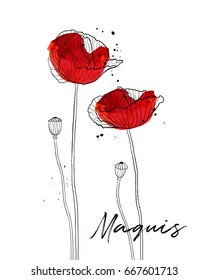 Poppies flowers vector illustration