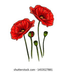 Poppies hand drawn ink illustration. Vector red poppies.