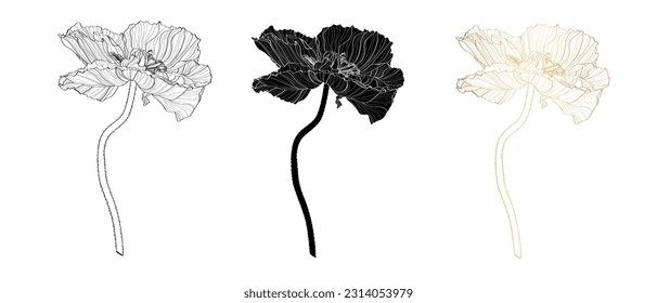 Poppies hand drawn ink illustration. Vector black, white and golden and white floral drawing of oriental poppy and california poppy.