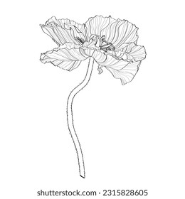 Poppies hand drawn ink illustration. Vector black and white floral drawing of oriental poppy and california poppy.