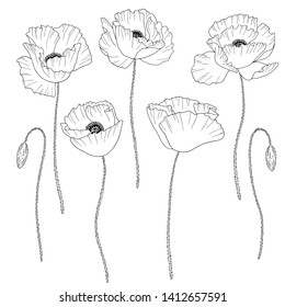 Poppies. Hand drawn vector illustration. Monochrome black and white ink sketch. Line art. Isolated on white background. Coloring page
