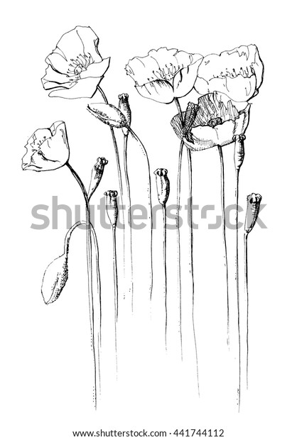 Poppies Hand Drawn Vector Illustration Stock Vector (Royalty Free ...