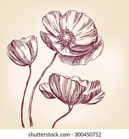 Red Poppies Pencil Drawing High Res Stock Images Shutterstock