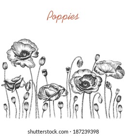 Poppies,  hand-drawn illustration.