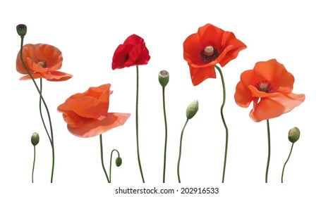 Poppies isolated on white. Vector illustration.