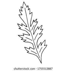Poppies leaves, hand-drawn illustration. Hand drawn poppy flower isolated on a white background. Hand drawn illustrations.