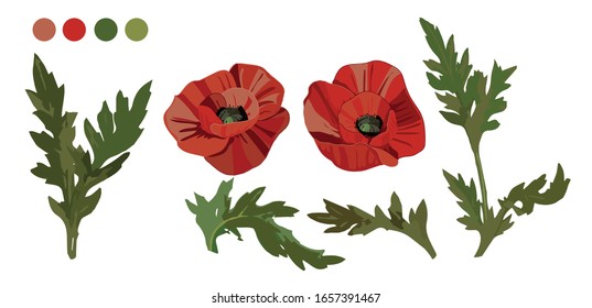 Poppies with leaves. Red poppies for holiday decoration. All elements are isolated and on a white background. Easy design for greeting. Floral decor for may.