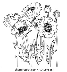 Poppies line drawn on a white background. Flower composition. Summer flowers.