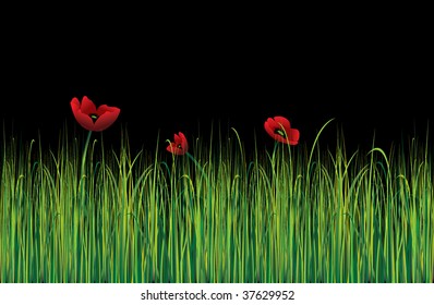 Poppies in night