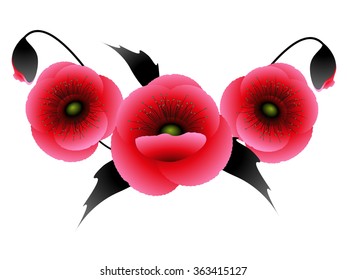 Poppies on a white background.