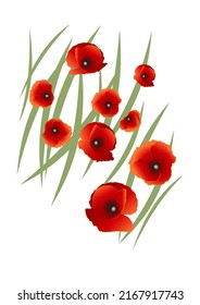 Poppies on a white background. Illustration, poster, vector