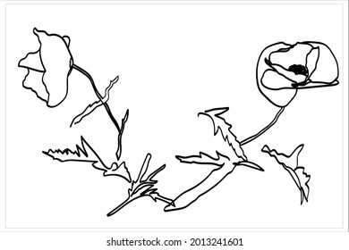 Poppies pattern.Image on white and colored background.