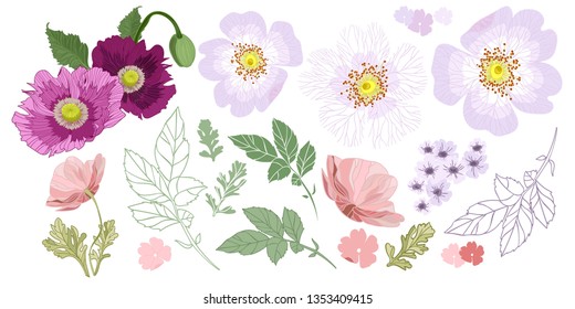 Poppies and rose drawing flowers, Hand-drawn Wild Rose isolated. Botanical drawings, Colorful flowers on white background, Vector Briar Rose illustration - Vector