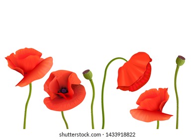 Poppies Stems and flowers on bottom. Copy space, Remembrance Day. For aromatherapy, postcards, packaging, cards, perfumery, cosmetics. flowers frame postcard template