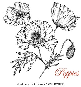 Poppies. Stock vector illustration. Black and white sketch. Isolated white background. Plant. Flowers. Leaves. Bud. Suitable for decorating posters, postcards, textiles.