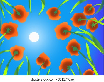 poppies in the sun