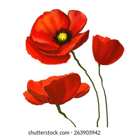 poppies vector illustration  hand drawn  painted watercolor 