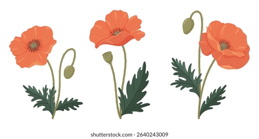 Poppies vector set. Bright various poppies in flat style on white background.