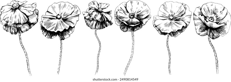 Poppies vintage line drawing or engraving set.  Illustration of  hand drawn flowers collection.