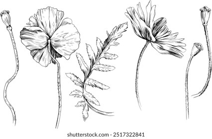 Poppies dibujo de línea vintage o conjunto de grabado. Ilustración de colección de flores dibujadas a mano.