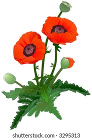 Poppy