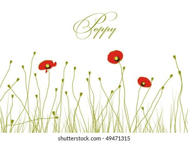 poppy