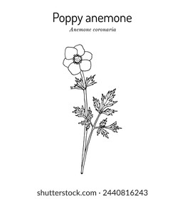 Poppy anemone, or Spanish marigold, or windflower (Anemone coronaria), ornamental and edible plant. Hand drawn botanical vector illustration