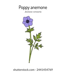 Poppy anemone, or Spanish marigold, or windflower (Anemone coronaria), ornamental and edible plant. Hand drawn botanical vector illustration