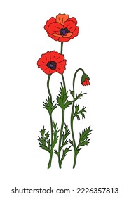 Poppy - August birth month flower colorful vector illustration. Hand drawn design for tattoo, jewelry, wall arts, cards, invitations. Colored outline sketch drawing Isolated on white background.