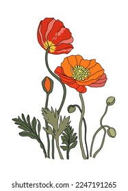 La amapola Agosto mes de nacimiento flor colorida ilustración vectorial. Diseño minimalista moderno para logotipo, tatuaje, embalaje, tarjeta, arte mural, afiche. Arte lineal de color aislado en fondo blanco.