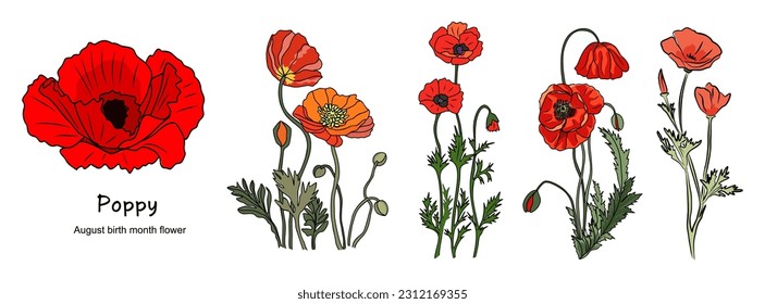 Poppy August Birth month flower colorful vector illustrations set isolated on white background. Floral Modern minimalist design for logo, tattoo, wall art, poster, packaging, stickers, prints