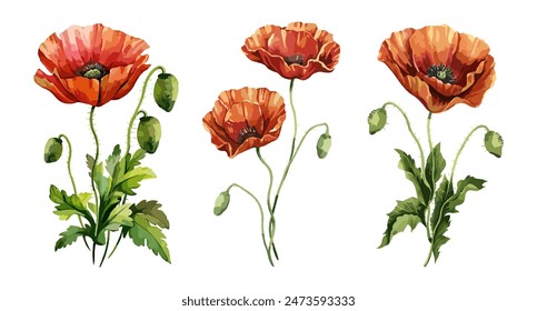 Poppy, August Birth month flower colorful vector illustrations set isolated on white background. Floral Modern watercolor hand drawn design for logo, tattoo, wall art, poster, packaging.