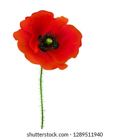 Poppy. Beautiful bright realistic flowers of red color on a white background. Vector illustration.