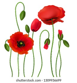 Poppy. Beautiful bright realistic flowers of red color on a white background. Vector illustration.