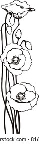 Poppy, a beautiful flower